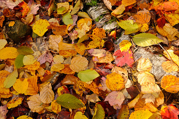 autumn inspiration board autumn inspiration board